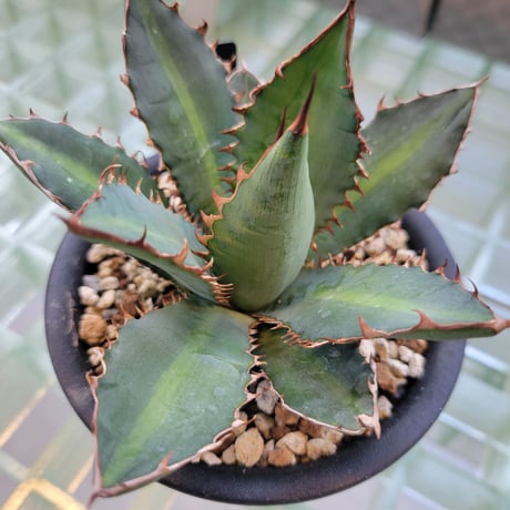 AGAVE 万代巌竜 LOPHANTHA×TITANOTA