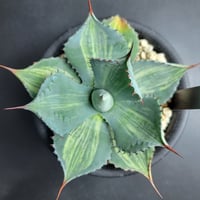AGAVE POTATORUM 三宅雷神