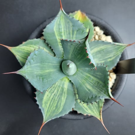 AGAVE POTATORUM 三宅雷神