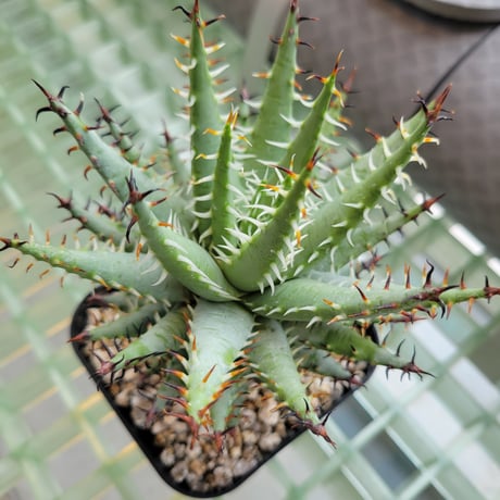 ALOE ERINACEA②