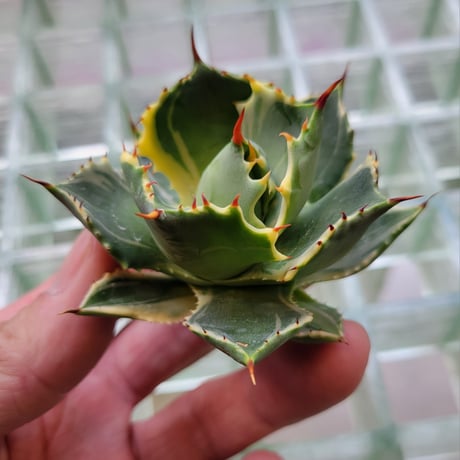 AGAVE ISTHMENSIS ATOMIC GOLD