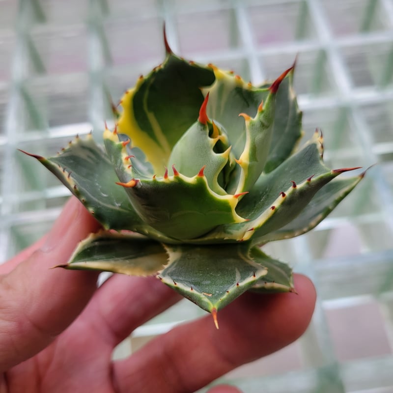 AGAVE ISTHMENSIS ATOMIC GOLD | カトーエンゲー東京