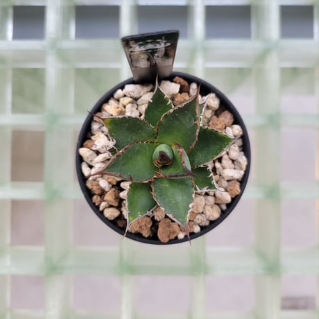 AGAVE HORRIDA