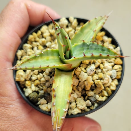 AGAVE NEOMEXICANA VARIEGATA