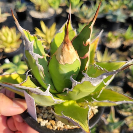 AGAVE OTEROI 管理「ウリB 」