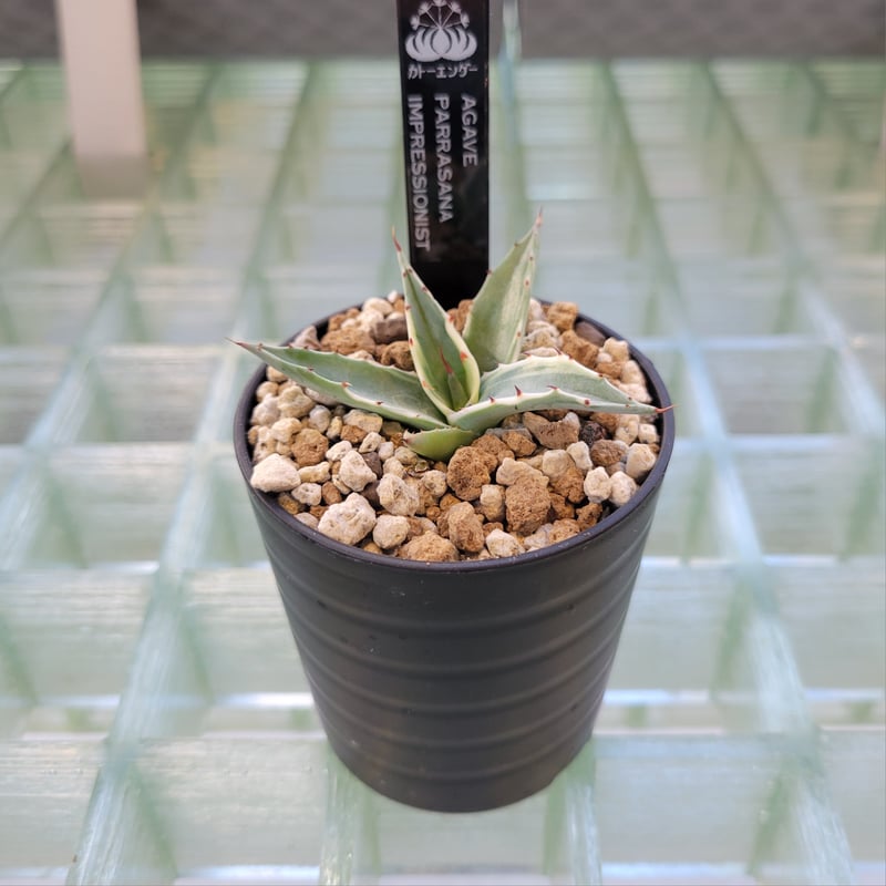 AGAVE PARRASANA IMPRESSIONIST | カトーエンゲー東京