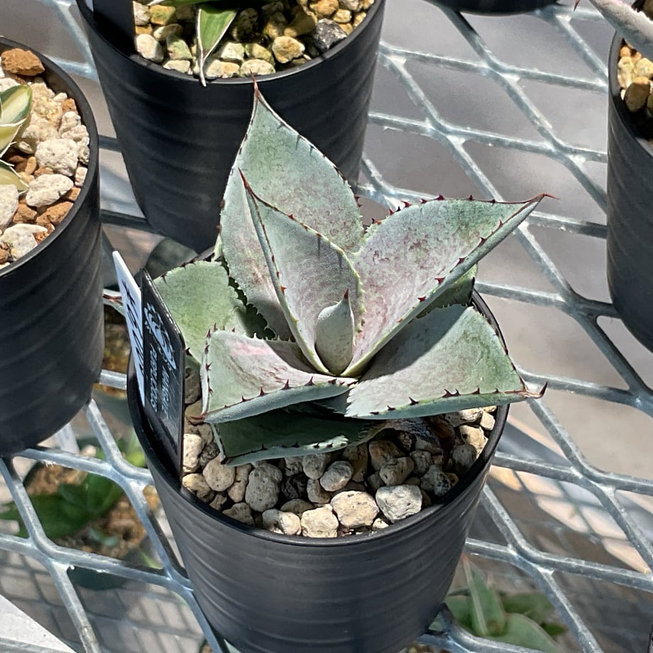 68e4cb5970083338939b15bb