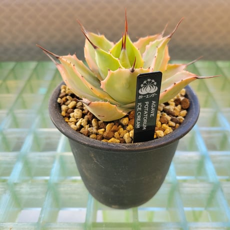 AGAVE POTATORUM EYE SCREAM