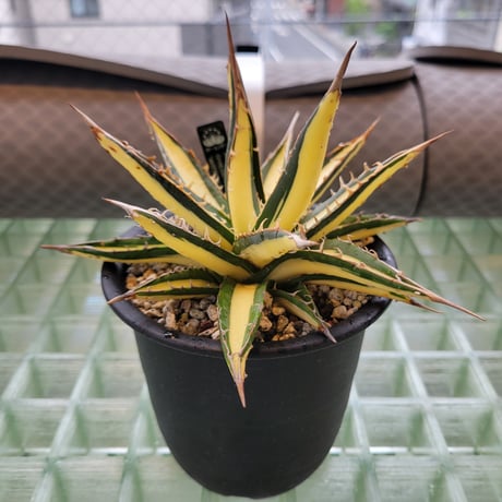 AGAVE GHIESBREGHTII 'WITTE ZEEËGEL'