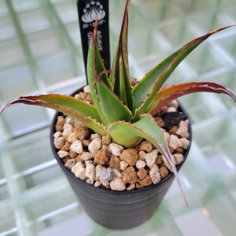 アガベ Agave ' Glow' 267 アガベ Agave ' Glow' 267 Agave Blue Glow | Seeding