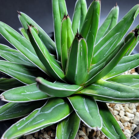 AGAVE 笹の雪 フランスアイボリー