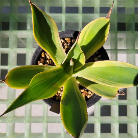 AGAVE BLUE FLAME VARIEGATA