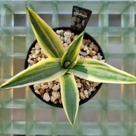 AGAVE AMERICANA VARIEGATA