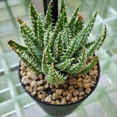 ALOE 白磁盃