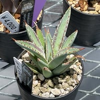 アガベ Agave parryi parryi 'Lucky Stripe' 250 Agave parryi parryi 'Lucky Stripe' 250 - メルカリ