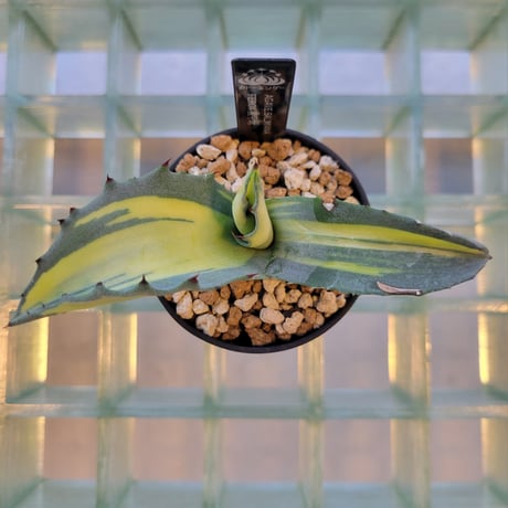 AGAVE SALMIANA FEROX 黄中斑