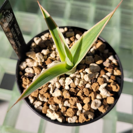 AGAVE BLUE FLAME VARIEGATA
