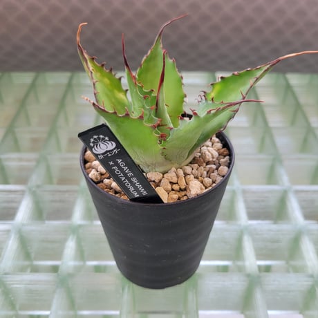 AGAVE SHAWPOT SHAWII × POTATORUM