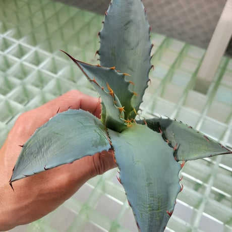 AGAVE TITANOTA X BLUE GLOW