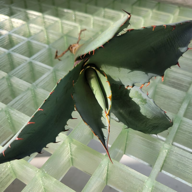 AGAVE TITANOTA X BLUE GLOW | カトーエンゲー東京
