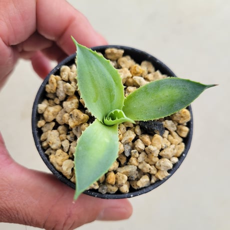 AGAVE POTATORUM 風月