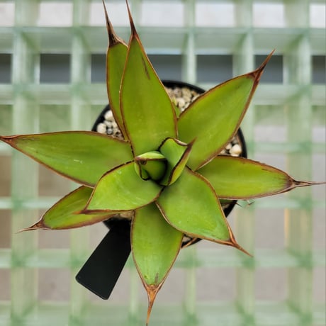 AGAVE ROMANII