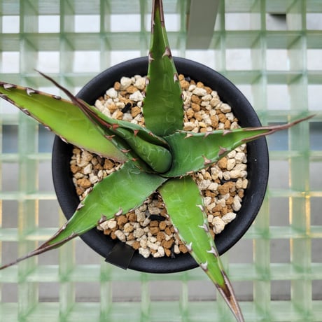 AGAVE GENTRYI JAWS