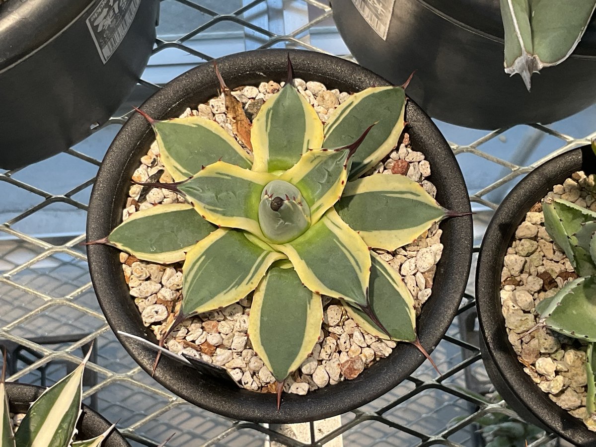 AGAVE APPLANATA CREAM SPIKE | カトーエンゲー東京