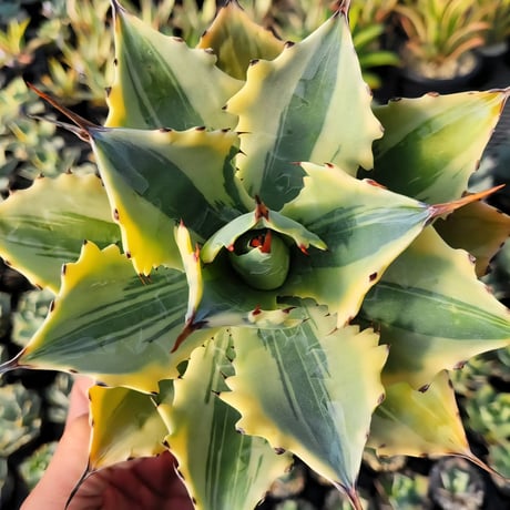 AGAVE POTATORUM 怒雷神錦