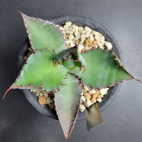 AGAVE MAD COW(COLORATA×BOVICORNUTA)