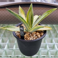 AGAVE AMERICANANA VARIEGATA