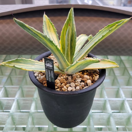 AGAVE AMERICANANA VARIEGATA