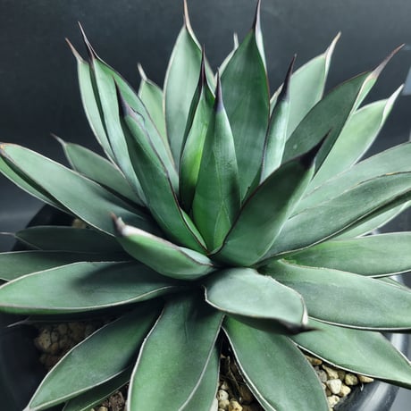 AGAVE ROYAL SPINE