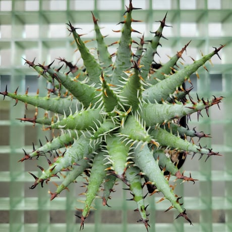 ALOE ERINACEA①