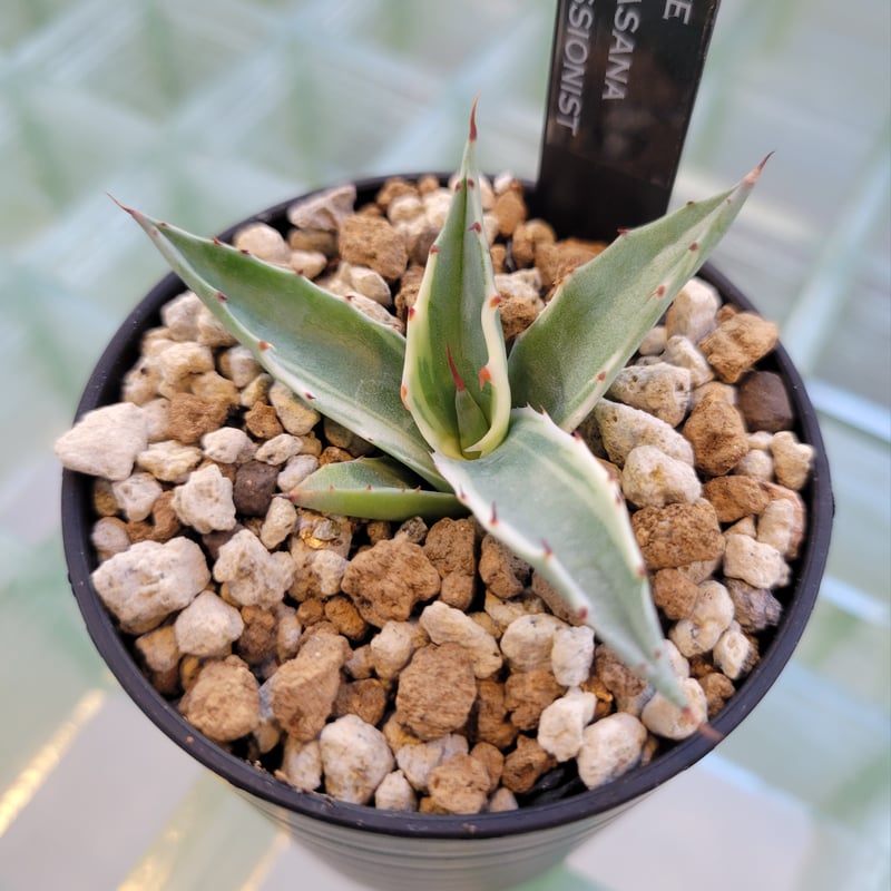 AGAVE PARRASANA IMPRESSIONIST | カトーエンゲー東京