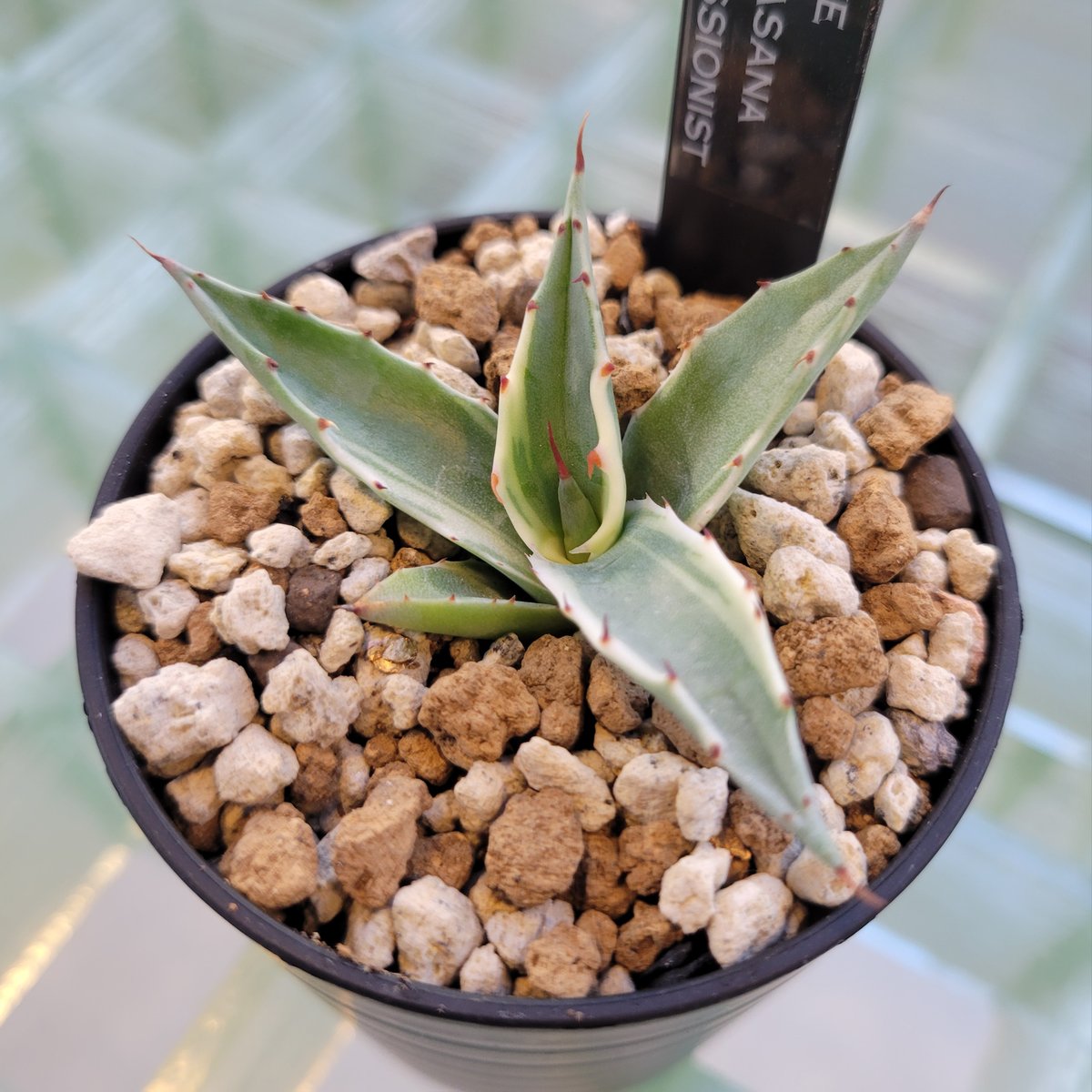 AGAVE PARRASANA IMPRESSIONIST | カトーエンゲー東京