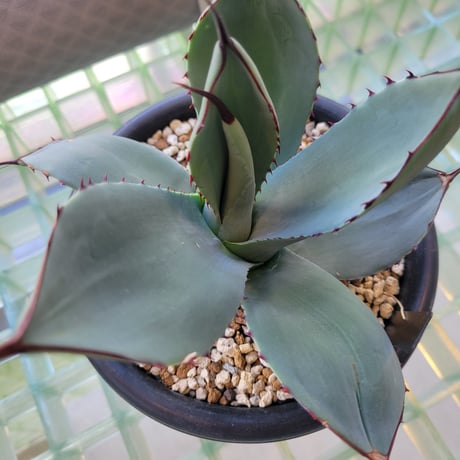 AGAVE PARRYI TRUNCATA 管理「鎮」