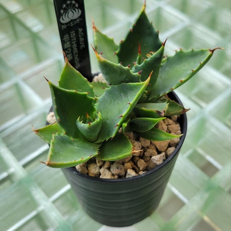 AGAVE ISTHMENSIS 甲蟹交種