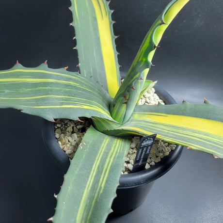 AGAVE SALMIANA FEROX VARIEGATA