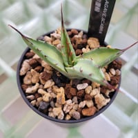 AGAVE SCABRA 紺覆輪