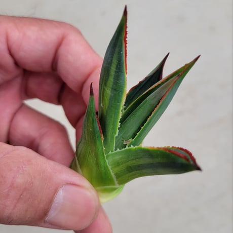 AGAVE BLUE GLOW  VARIEGATA　縞斑
