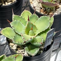 AGAVE BLEACHED BLONDE