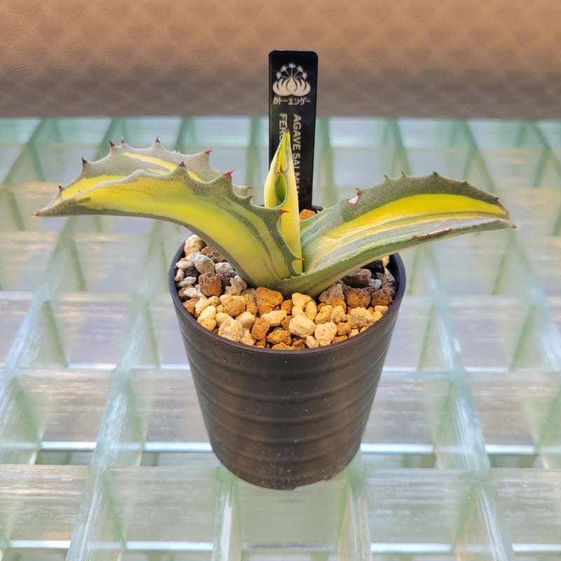 AGAVE SALMIANA FEROX 黄中斑 | カトーエンゲー東京
