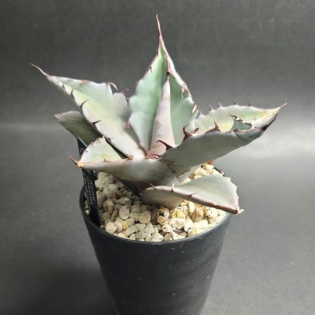 AGAVE TITANOTA X BLUE GLOW