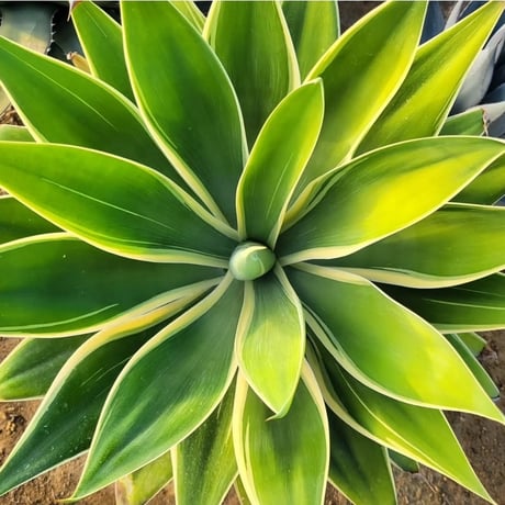 AGAVE ATTENUATA RAY OF LIGHT