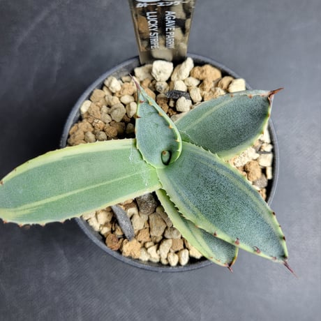 AGAVE PARRYI LUCKY STRIPE
