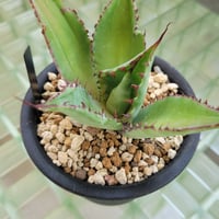 AGAVE MAD COW(COLORATA×BOVICORNUTA)
