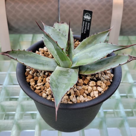 AGAVE OVATIFOLIA MARGINATA