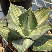 AGAVE POTATORUM 三宅雷神