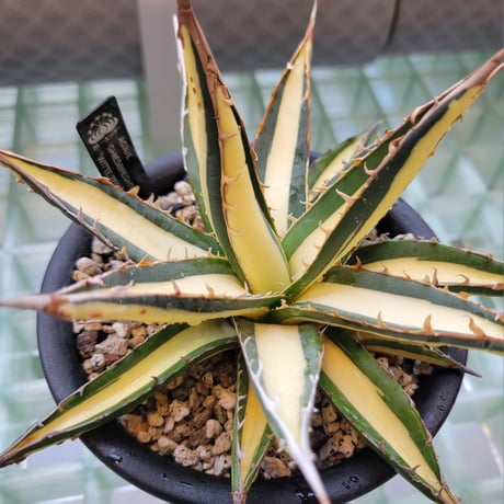 AGAVE GHIESBREGHTII 'WITTE ZEEËGEL'